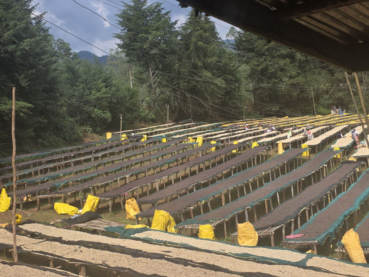 Roasted Coffee Beans