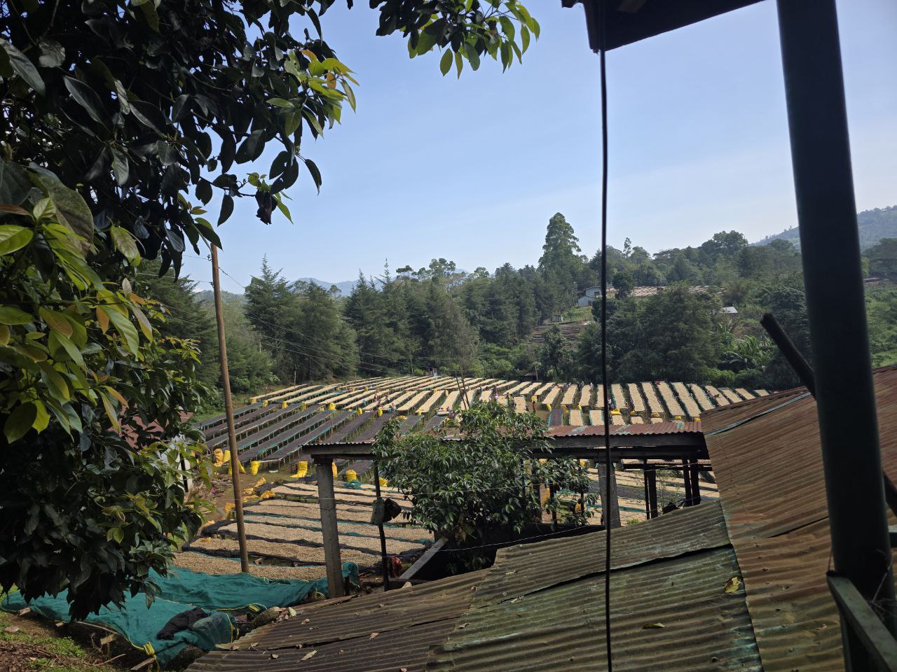 Ethiopian Coffee Ceremony